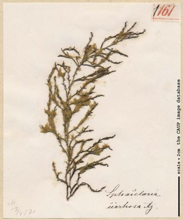 Sphacelaria cirrosa 161.jpg